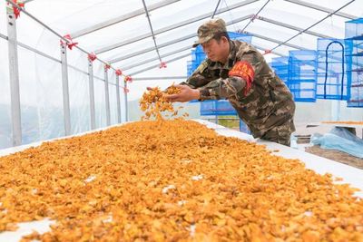 大兴安岭加格达奇林业局拓宽林区职工增收路，林业产品销售助力绿色转型