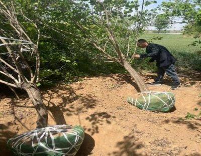 闻喜县林业局强化春季绿化苗木调运检疫，保障林业产品销售安全