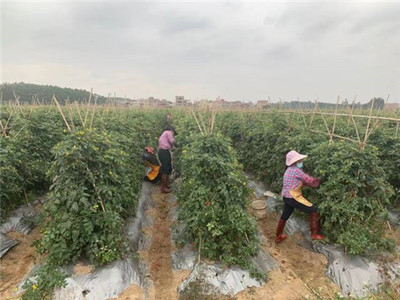 广州市从化区科学技术协会 信息化赋能科技服务新未来